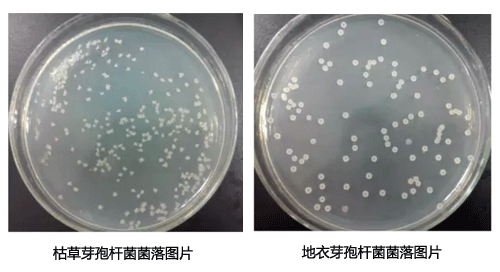 枯草和地衣芽孢桿菌主要有哪些區(qū)別？